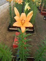 [5095 Amiga VWS No02.JPG]